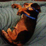 gabe and Baxter - @gabriel_baxter - Instagram
