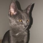 Gabríel Jesus Baxter - @gabrieljesusthecat - Instagram