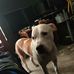 Gabriel Boyce - Facebook