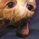 Snuggleuptogus - @gabrielboyce - Instagram