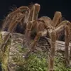 Gabriel is the Spider😁 - @gabriel.bryson - TikTok