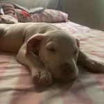 Sofii - @gabriela.corena - Instagram