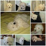 Gabriel Corzo - @corzog - Instagram