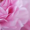 gabrielcrainiciu007 - @h00aod492curanx - TikTok
