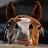 🐴סוסים 🐴 - @gabrielfeldman07 - TikTok
