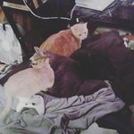 Gabriel gould - @gabriel_50th_acc - Instagram