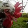 Gabriel Griffith - @gabriel.griffith29 - TikTok