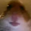Gabriel Hess - @gabrielhess0 - TikTok