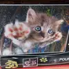 Gabriel Kaizer - @gabriel.kaizer.gato - TikTok