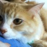Gabriel The Cat - @gabriel_katz - Instagram