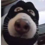 Gabriel Koffman - @gabriel_koffman - Instagram