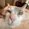gabriele - @gabrielelelelelelelele - TikTok