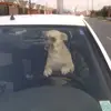 Wilson Gabriel Leiva - @leivarojas99 - TikTok
