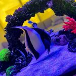 Gabriel Lopez - @reef_tank_gaboo - Instagram