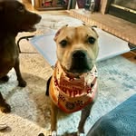 Gabriel Luke Heck🐶 - @gabe.the.red - Instagram