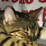 Gabriel Mccray - @poppythebengalcat1 - Instagram