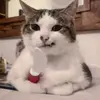 Gabriel Mosca - @dimokmimalolokoleni - TikTok