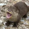 gabriel.nicholson192 - @gabriel.nicholson192 - TikTok