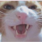 Gabriel Patton - @gabrielpatton76 - Instagram
