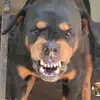 Gabriel Aroca - @gabrielaroca552 - TikTok