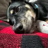 Gabriel - @gabriel.osullivan4 - TikTok
