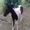 gabriel tenorio - @gabriel.tenorio56 - TikTok
