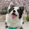 Interesting animal 521 - @gabrieltoro49 - TikTok