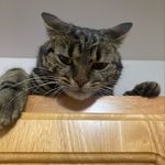 Miso Gabriel-Townsend-Flood - @miso.the.baby - Instagram