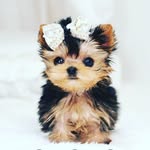 gabbie - @gabriellabrooks202 - Instagram