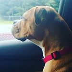 gabriella cooper - @its_gabby._.the_dog - Instagram