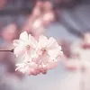 Gabrielle calluella - @gabriellecalluell - TikTok