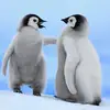I LOVE PINGOUIN 🐧 - @gabrielle...guy - TikTok
