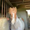 gabriellehallaire1 - @gabriellehallaire1 - TikTok