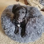 Gabrielle McLeod - @gabby_the_weenie - Instagram