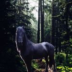 Gabrielle Pratt - @moonshadowalpacas82 - Instagram