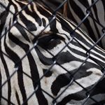 Gabrielle Pratt Visual Artist - @va_gabrielle.pratt - Instagram