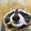 Gabrielle Proctor - @cute.trash.panda - TikTok