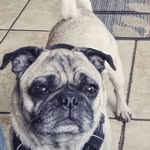 Gabrielle Whiting - @louis_the_pug321 - Instagram