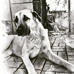 Gaby Müller - @gaby.kangal.1069020 - Instagram