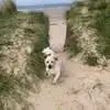 Gael Williams - @gael.williams2 - TikTok