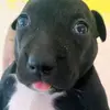 Gaella - @gael.williams1 - TikTok