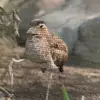 gageblevins - @walks_for_flocks - TikTok