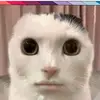 Gage Hunt - @skibbidirizz.org - TikTok