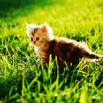 Gage moyer - @fluffy_panda74 - Instagram