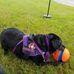 Gayle Henn Abrams - Facebook