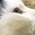 Gail Ash Cruickshank - @gaccat - Instagram