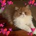 Gail Bachman - Facebook