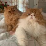 Gail Bachman - @bachmangail - Instagram