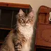 gailballard581 - @gailballard581 - TikTok