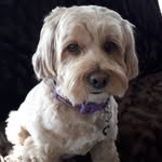 Gail Barnes - @bobbyabbyjack10 - Instagram
